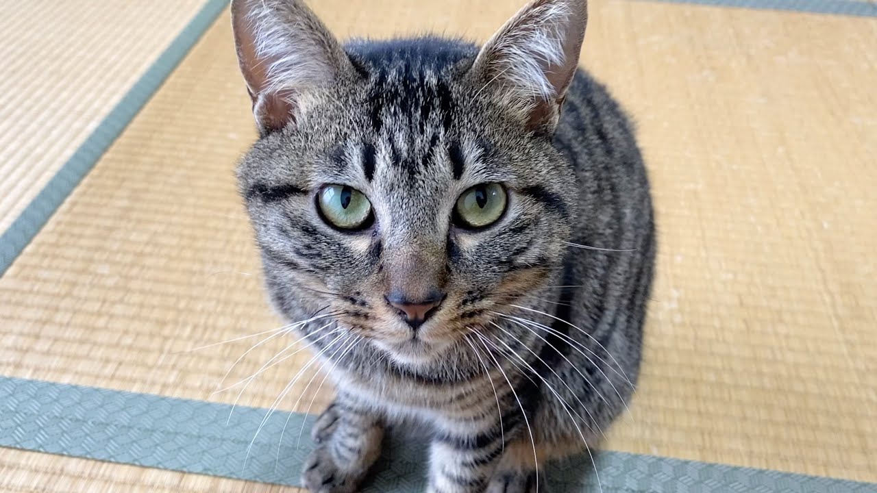 凶暴子猫にカメラを向けたら襲ってきた...