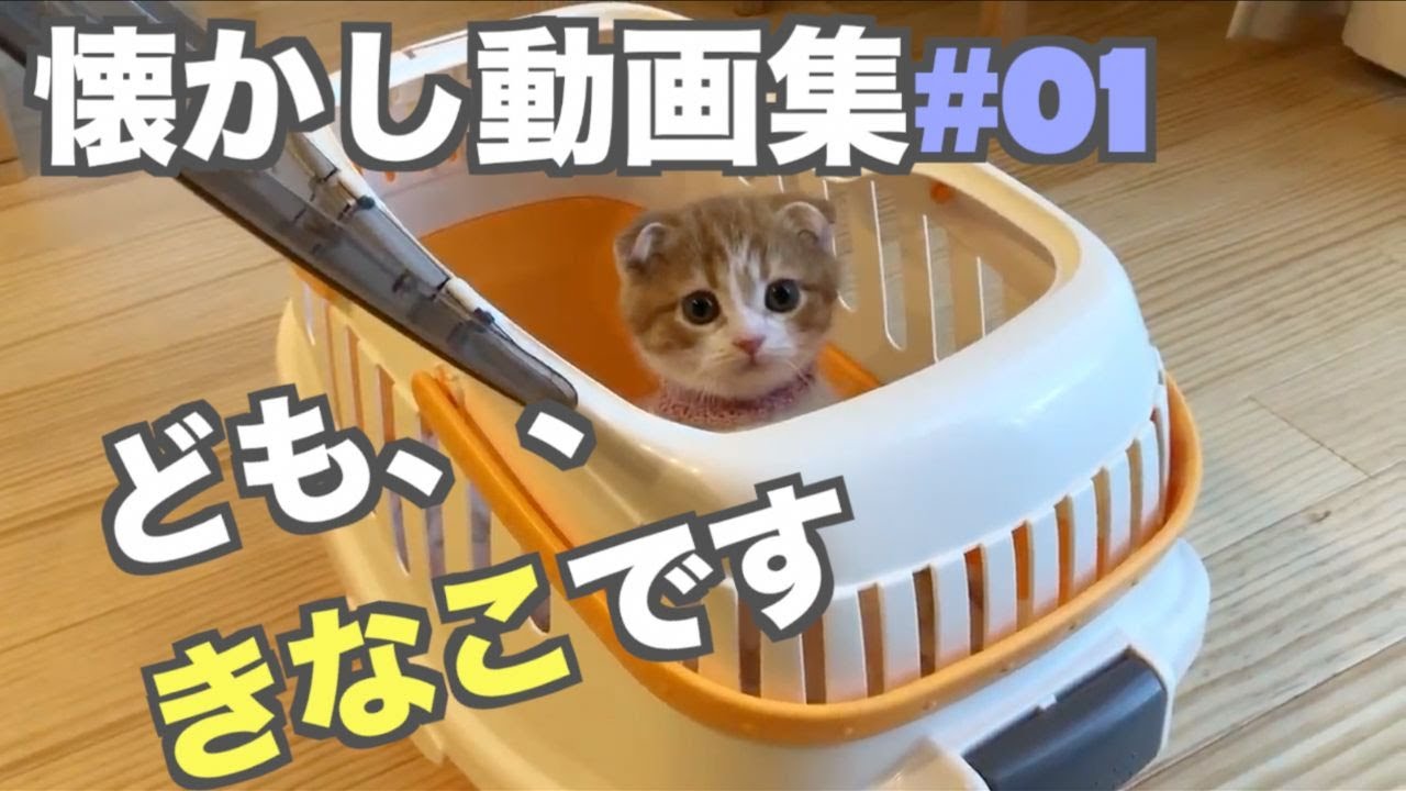 【懐かし動画集#01】初めて我が家にスコティッシュフォールドの子猫がやって来た