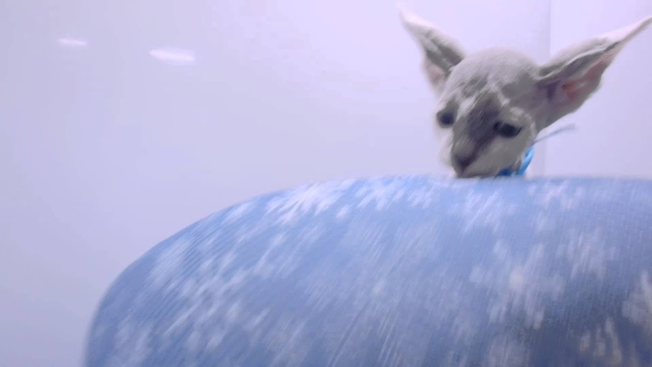 272570スフィンクス