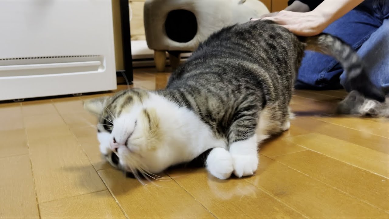 ブラシを見たらニャーニャーアピールがスゴい猫