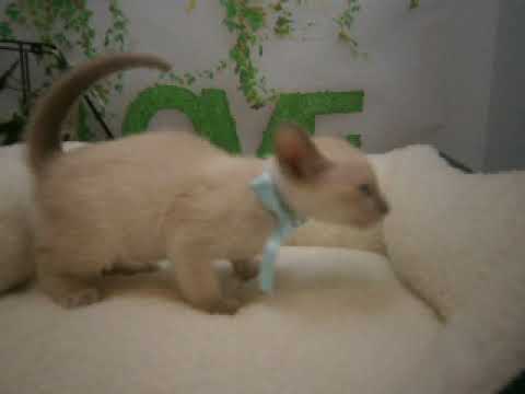 625135 トンキニーズ