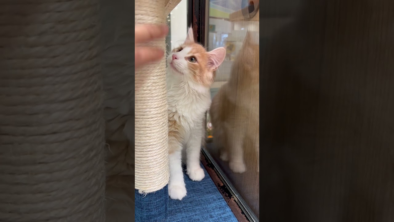 ノルウェージャンフォレストキャットの子猫ちゃんと遊んでみました♪