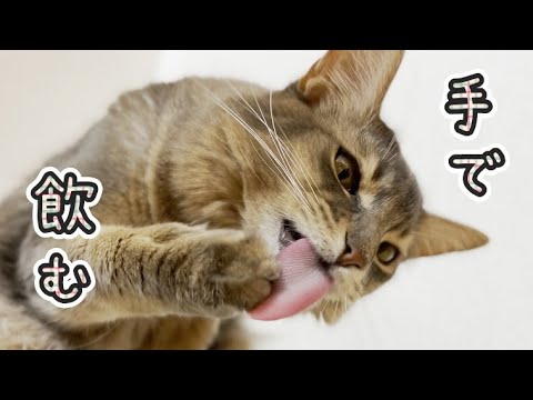 ソマリあるある！？手を使って水を飲む猫