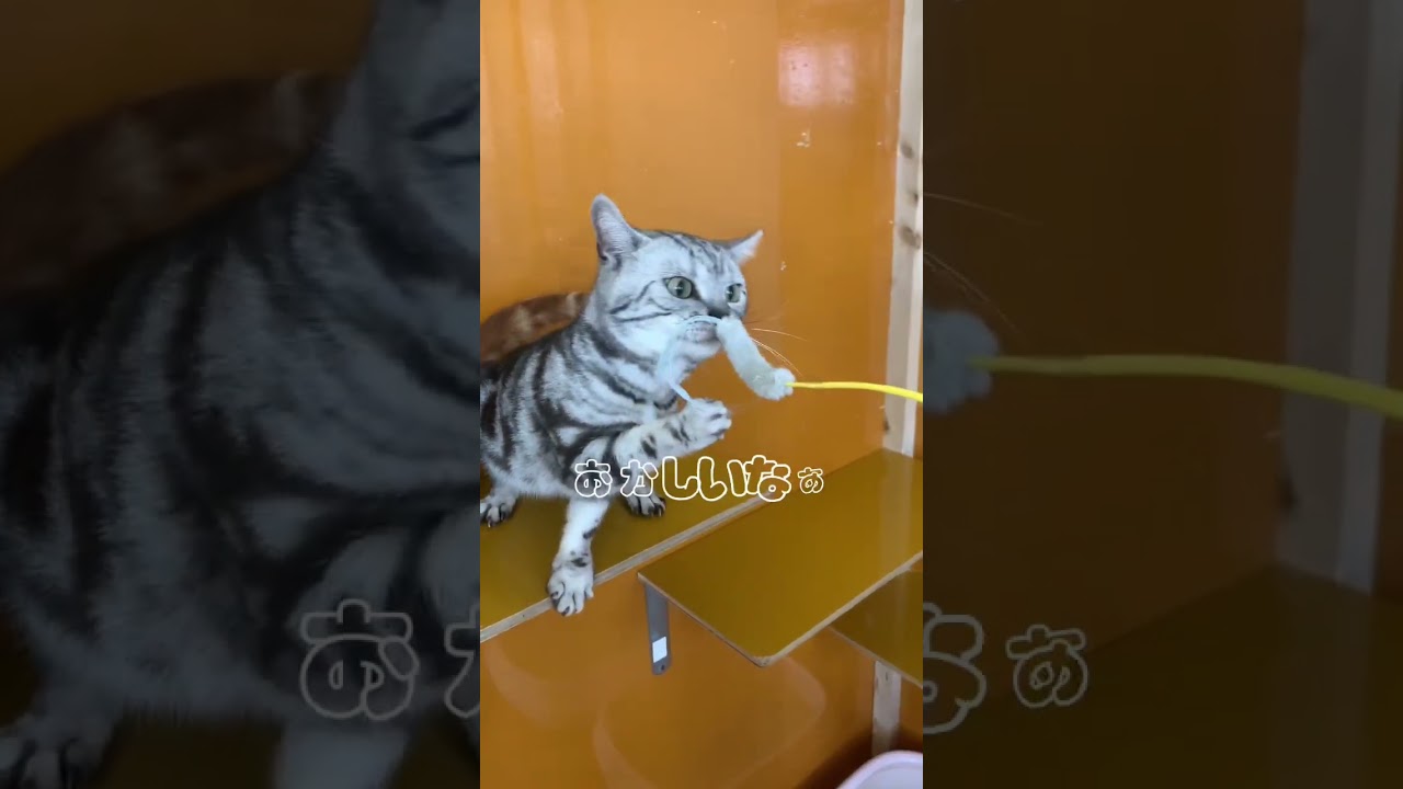 あれ？？#猫 #アメリカンショートヘア #アメショ#ねこじゃらし #遊ぼう #ねこ動画 #猫好きさんと繋がりたい #ねこ部 #ねこのいる生活 #猫になりたい #ペットモデル大募集 #shorts