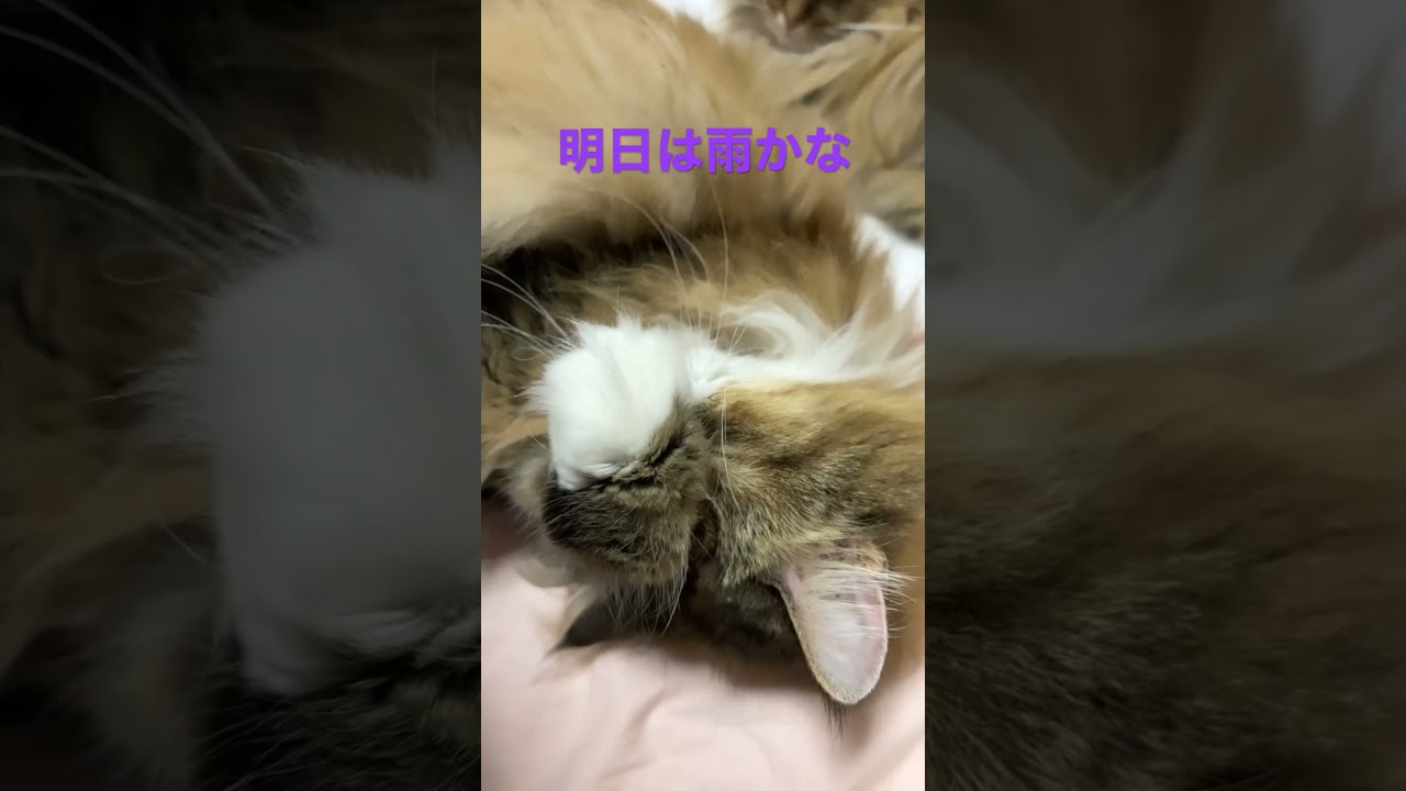 #shortsvideo #shorts #cats #cat #ノルウェージャンフォレストキャット #猫 #猫動画 #かわいい #cutecat #cute