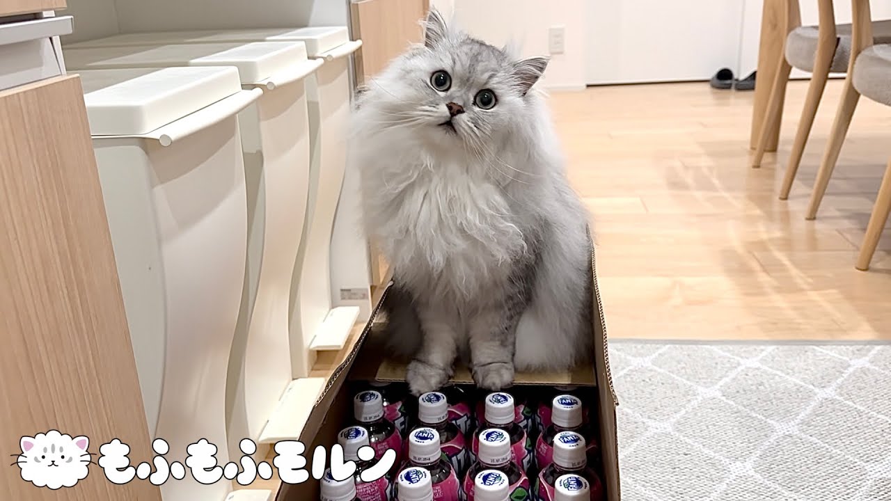 猫が箱に入れなくて困っています 【サイベリアン】