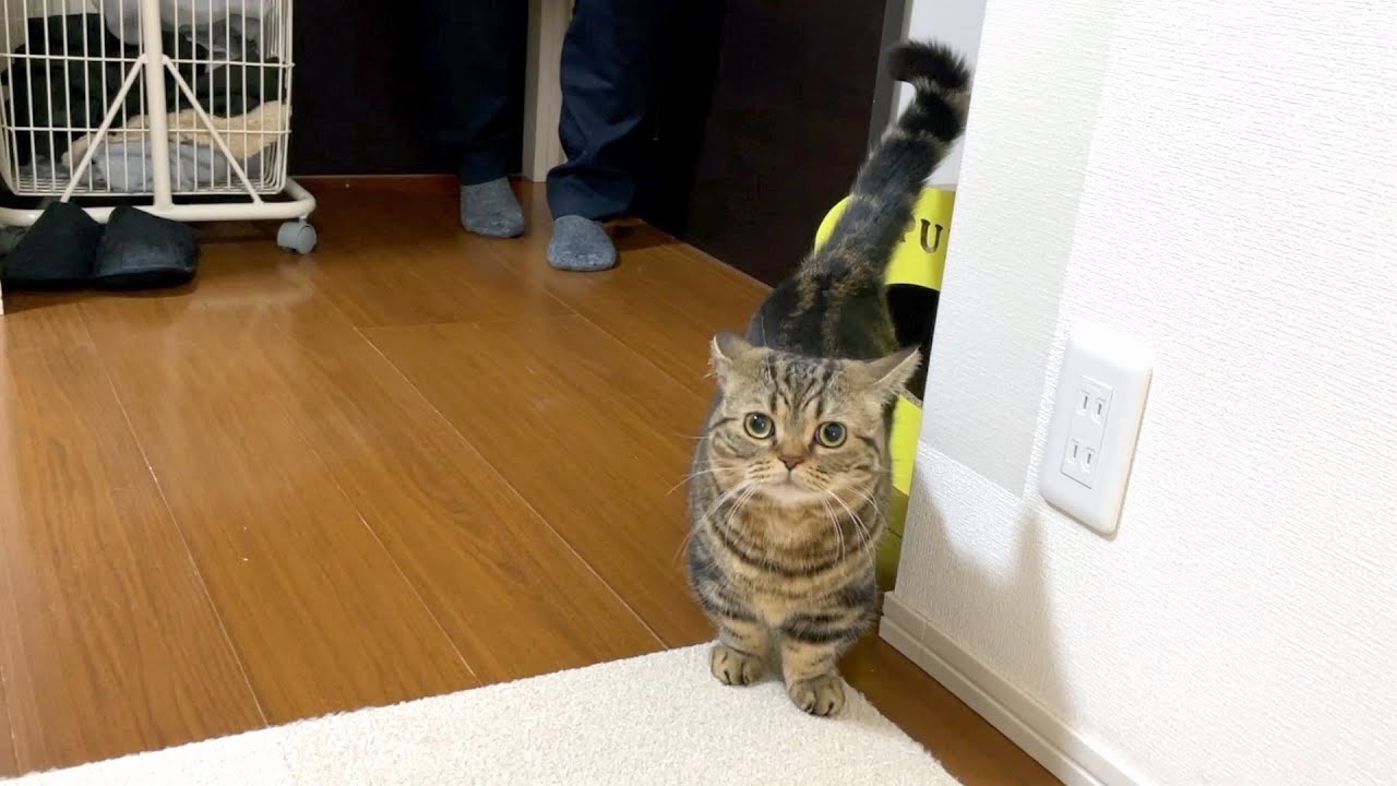 パパに出掛けてほしくなくてストーカーしてる猫