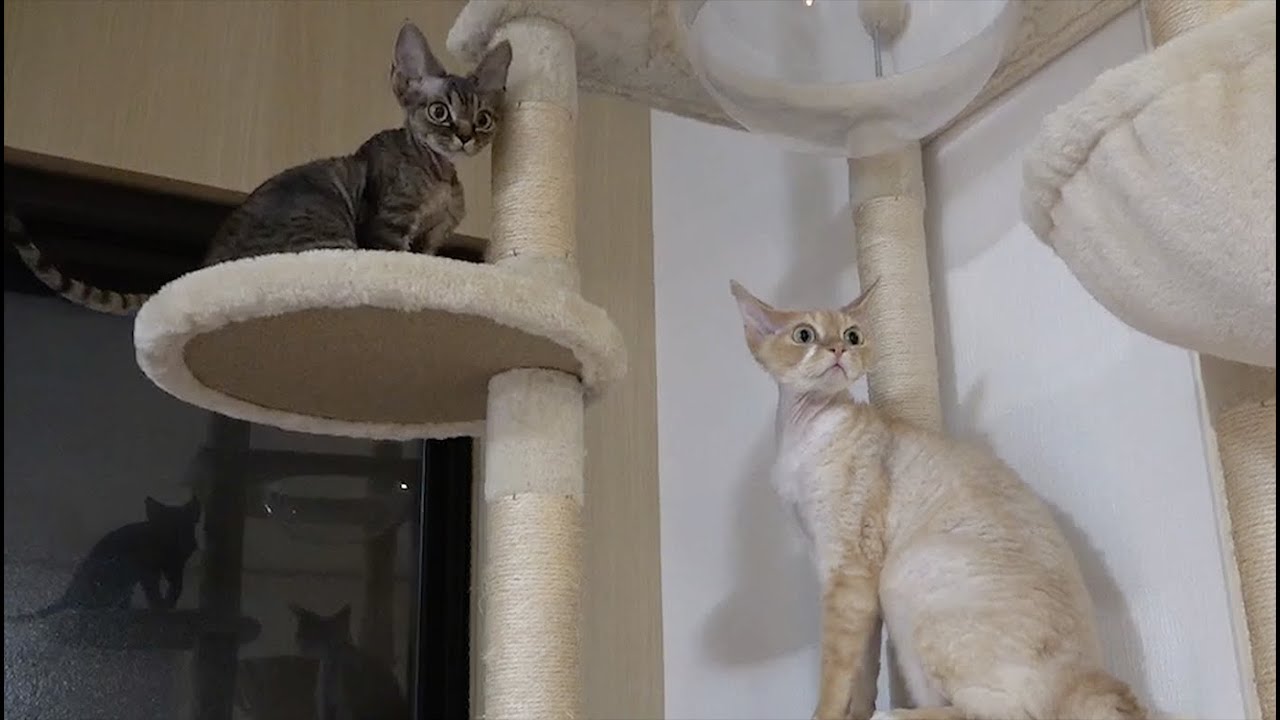 お兄ちゃんに遊んでもらえない子猫が私のところに甘えてきました。(My kitten always wants someone’s attention.)