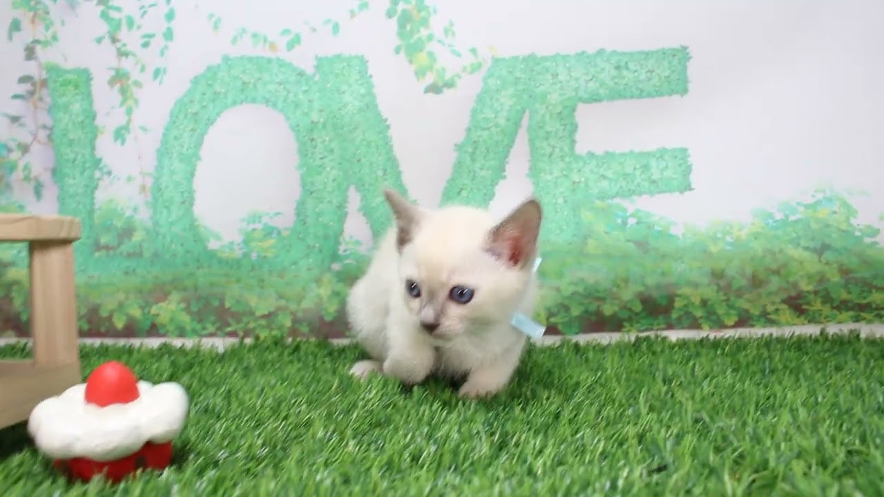 Coo&RIKU　No624771　トンキニーズ