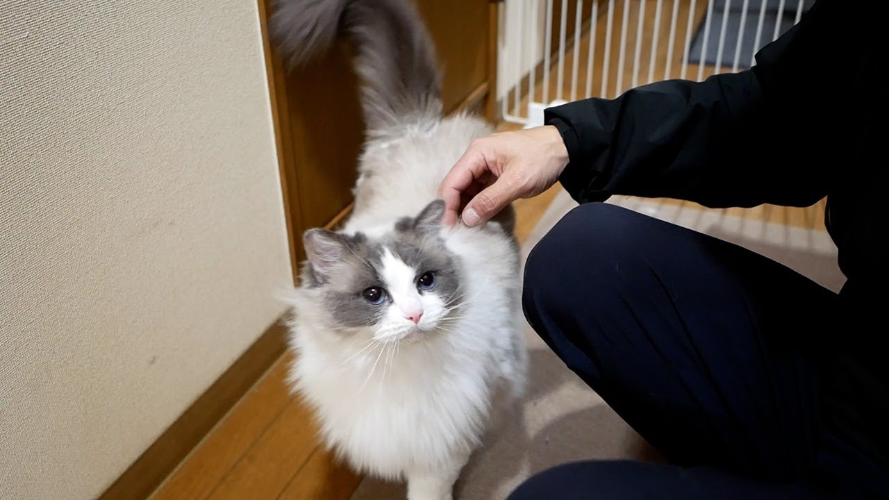 【仮想通貨で億万長者!?】クセがスゴい飼い主を毎日お出迎えにやって来る甘えん坊ラグドールのんちゃんｗ