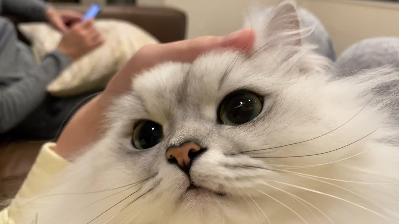 なでなで大好きな猫をひたすら撫でてみました