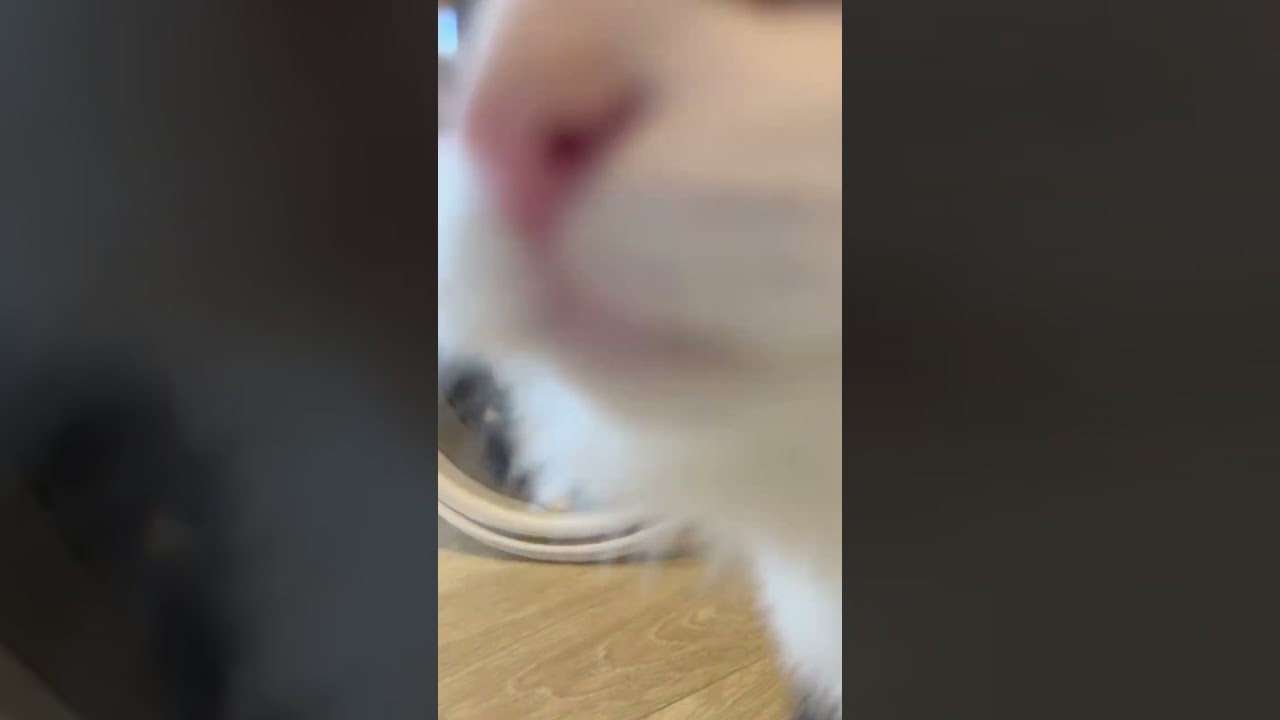 ネムネムちゃんとネムクナイちゃん。 #ノルウェージャンフォレストキャット #子猫 #那須