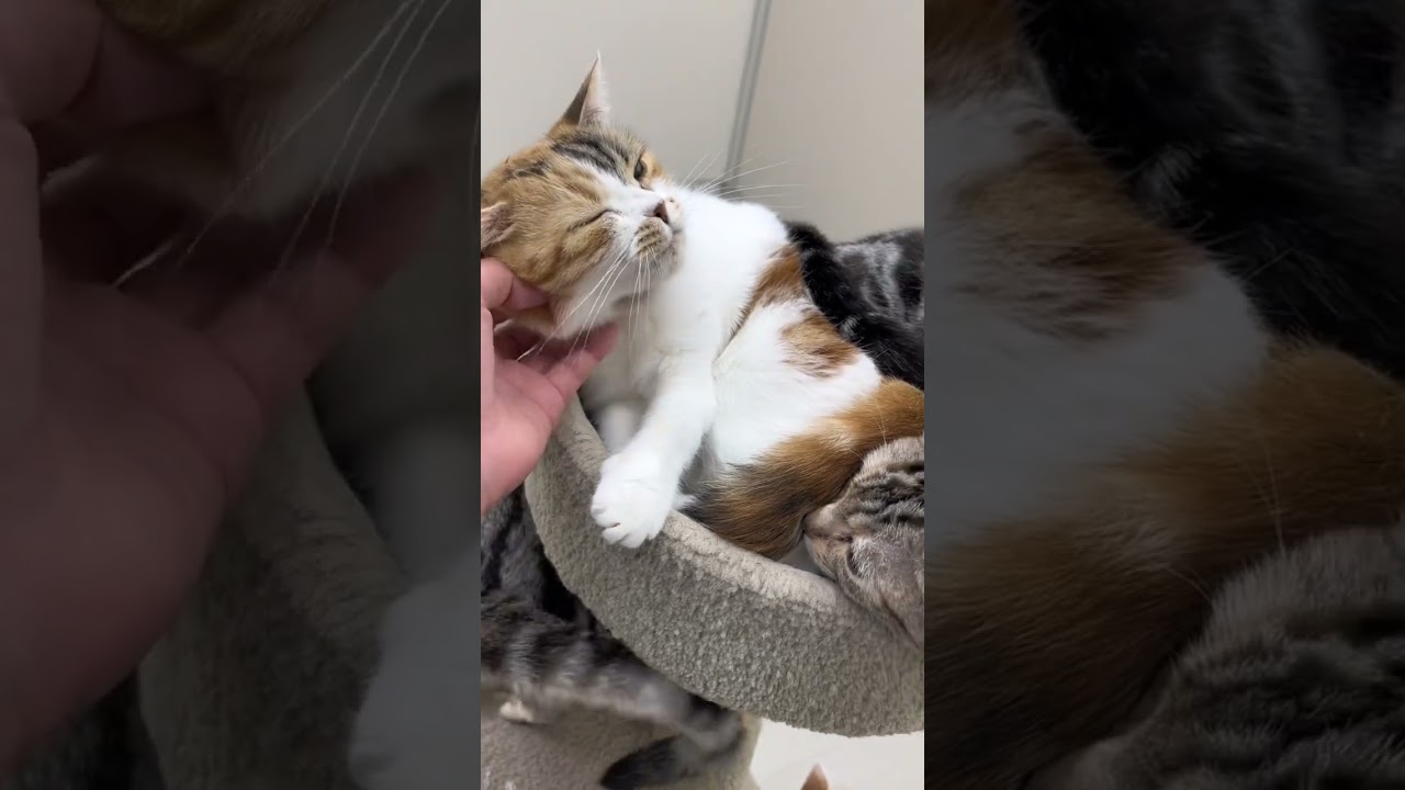 癒されます#猫 #猫好きさんと繋がりたい #猫動画 #ねこのいる生活 #三毛猫 #アメリカンショートヘア #癒され猫動画 #猫になりたい #癒されたい人 #ペットモデル大募集 #shorts