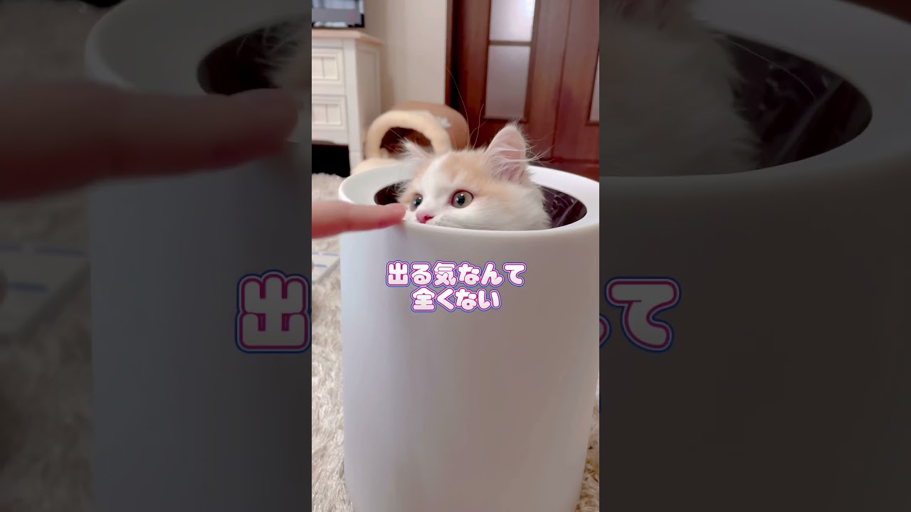 どこでも入る猫🐱 #マンチカン #ミヌエット #kitten #猫 #cat #kucing