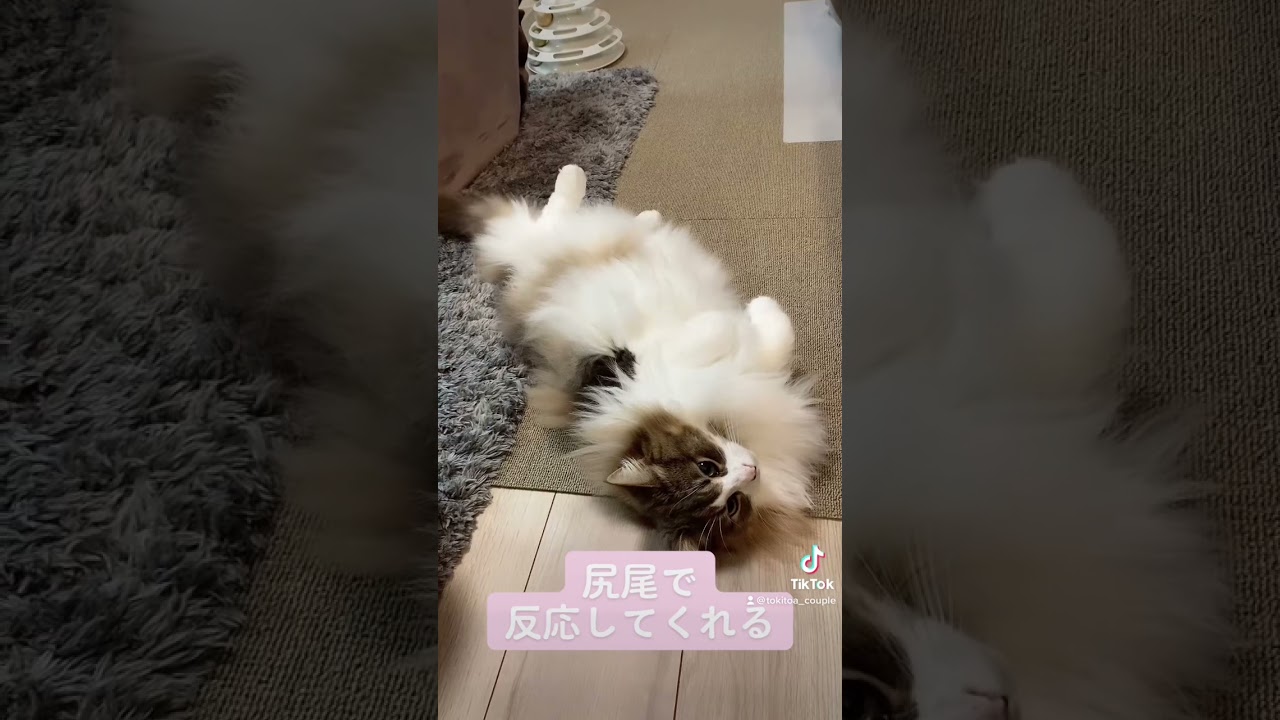 尻尾で会話する猫😻#cat #ノルウェージャンフォレストキャット #クイン