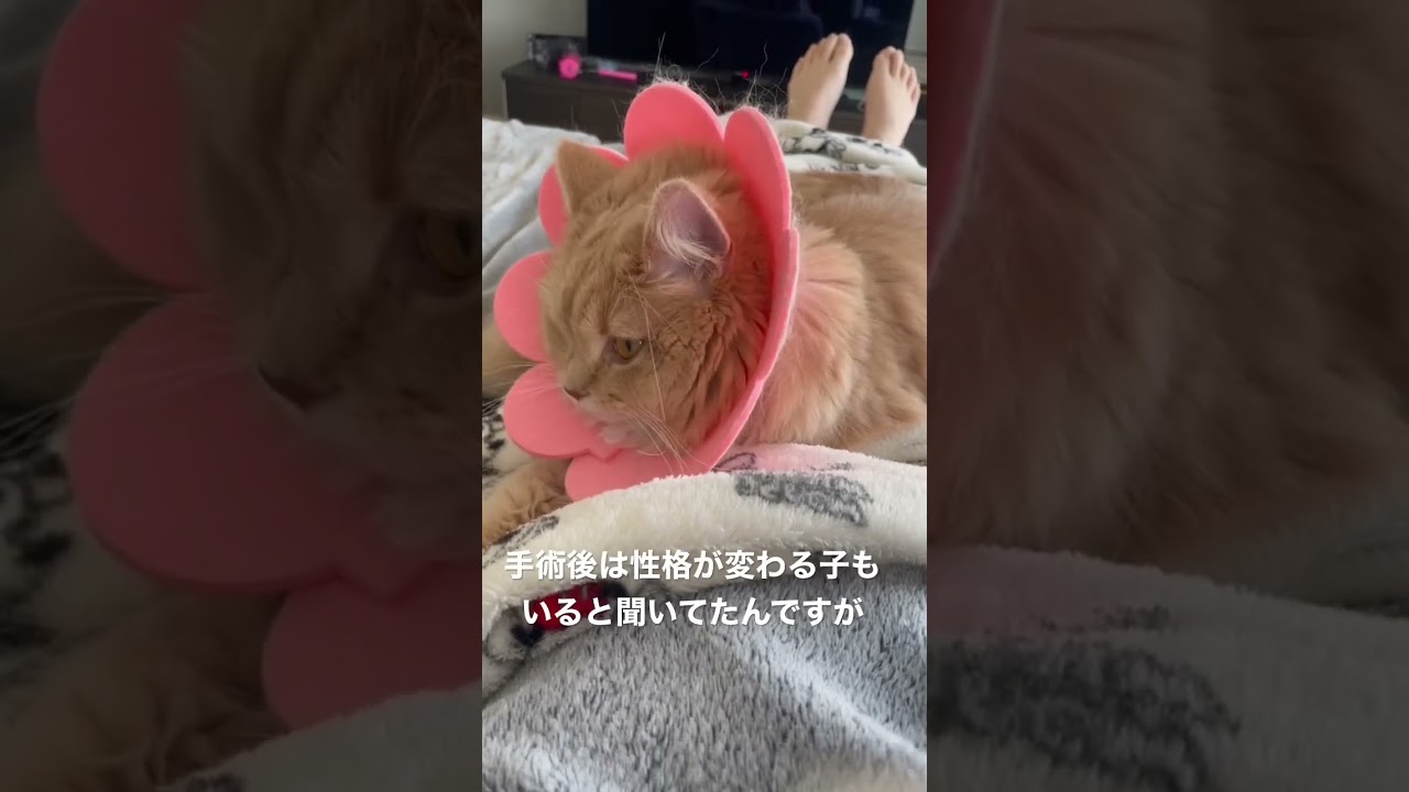 避妊手術後性格が変わったラガマフィン　#ラガマフィン #猫のいる暮らし #猫動画