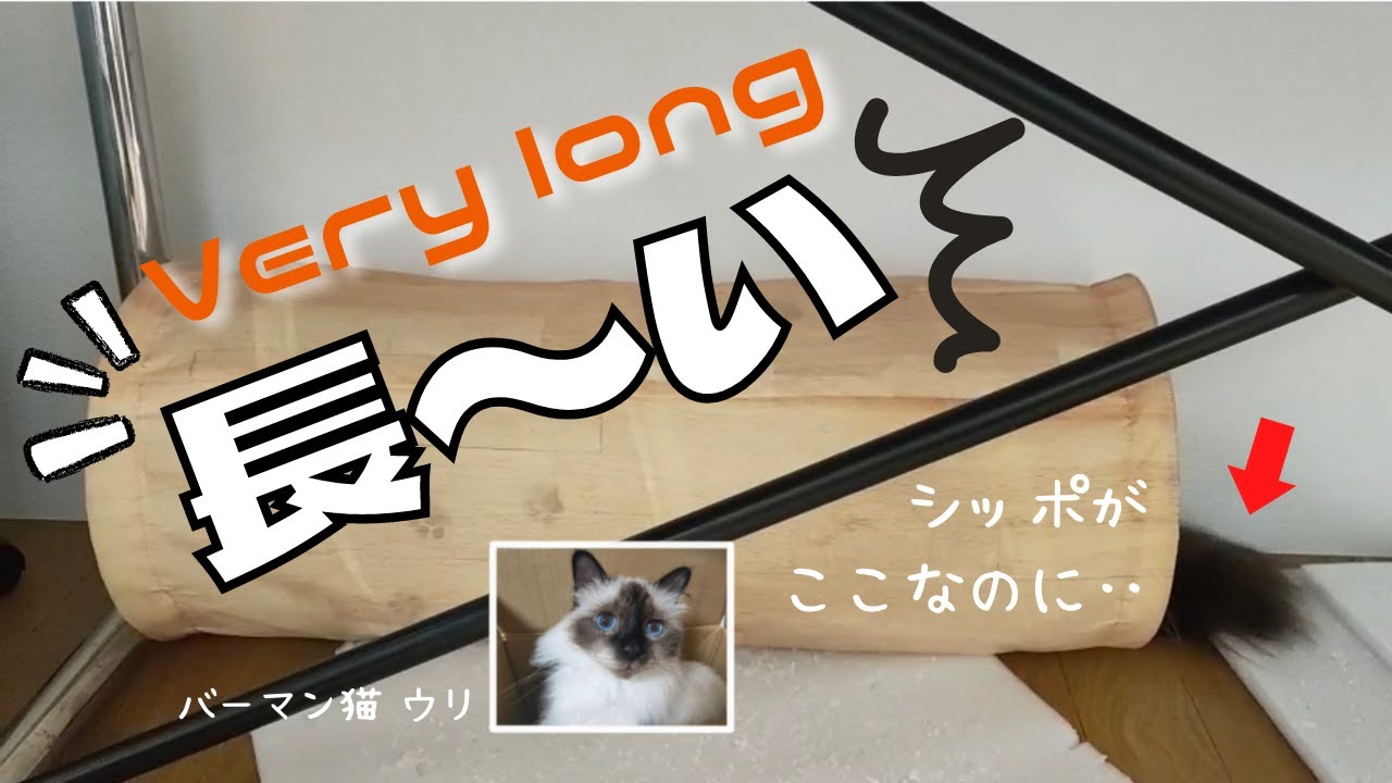 トンネルの中のバーマン猫【長〜い】Very long（バーマン猫）Birman/Cat
