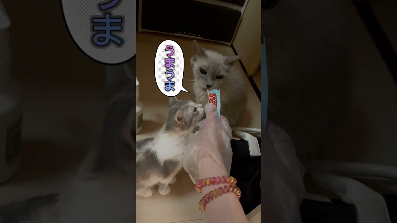 チュール大戦争🐈🐾 【お問合せ詳細は説明欄に記載あります】 #ブリーダー直販 #cat #ラパーマ #kitten #猫 #マンチカン #ミヌエット #埼玉県 #スクーカム