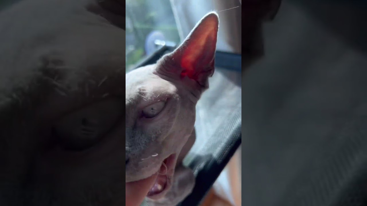 めっちゃ噛んでくる毛のない猫ww【スフィンクス猫】