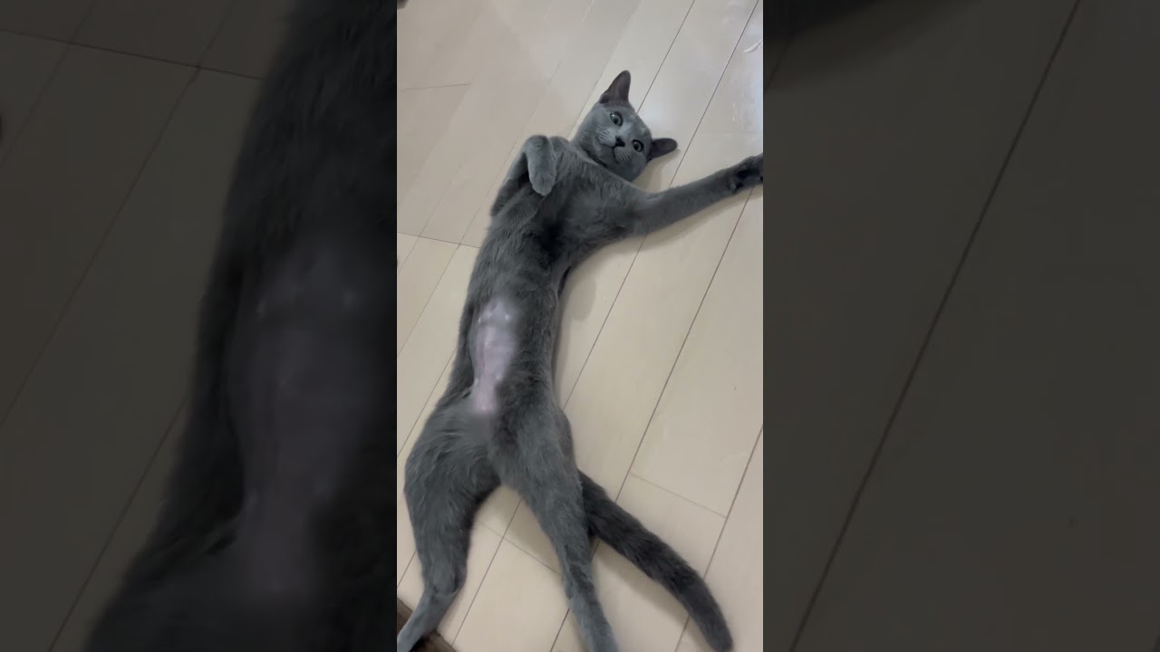 電池切れ猫　#Shorts #ロシアンブルー　#ねこ　#ねこ動画　#cat #猫　#Russianblue
