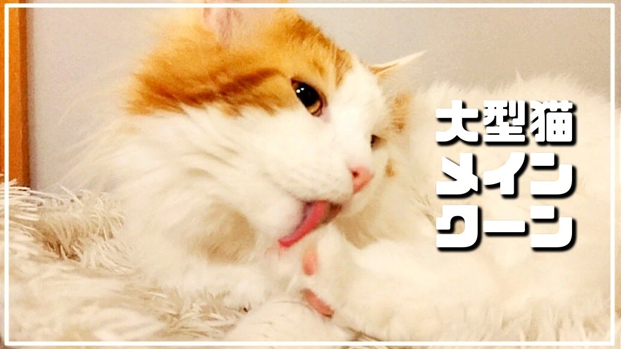 大型猫メインクーンの毛づくろいをたっぷり魅せます。 There is a cat licking himself.(giant maine coon  cat)