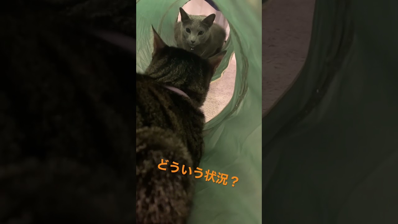 どうしたいかよくわからない😅#shorts #ねこ #こねこ #ロシアンブルー #cat