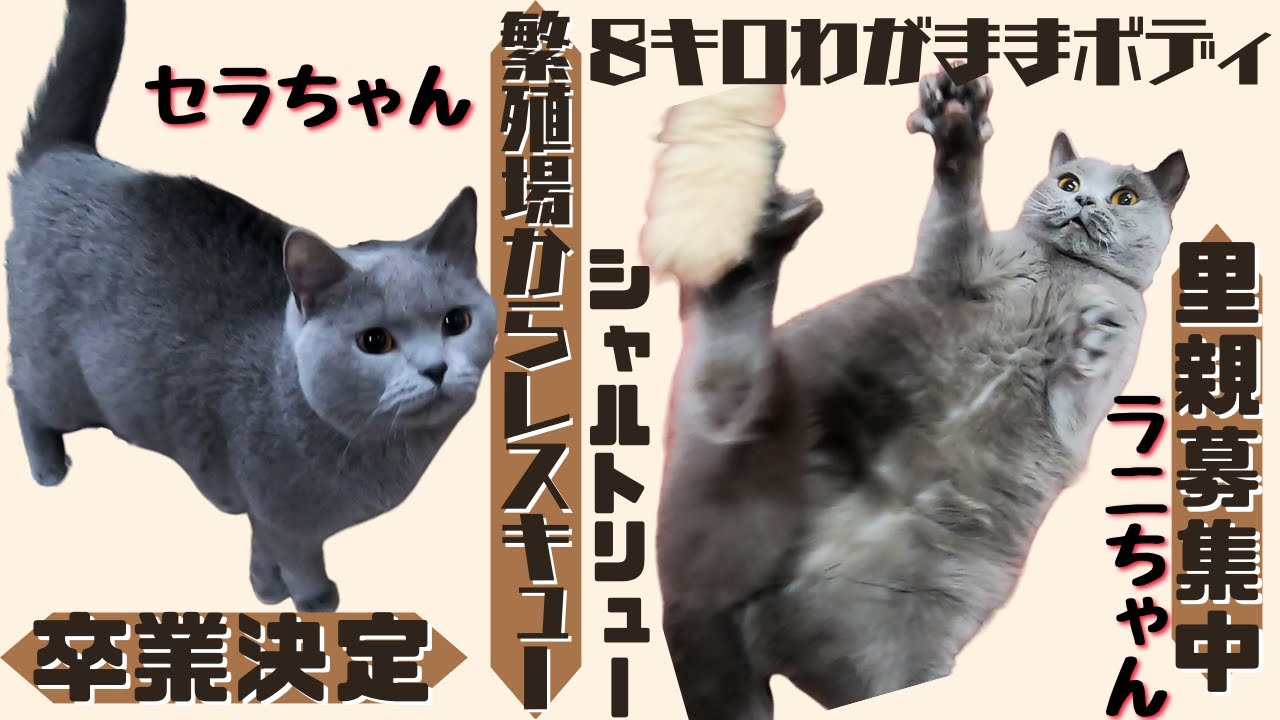 繁殖場からレスキューのシャルトリュー卒業決定した子と8キロのわがままボディ（保護猫カフェ猫の木）Chartreux rescued from breeding farm weighs 8 kilos