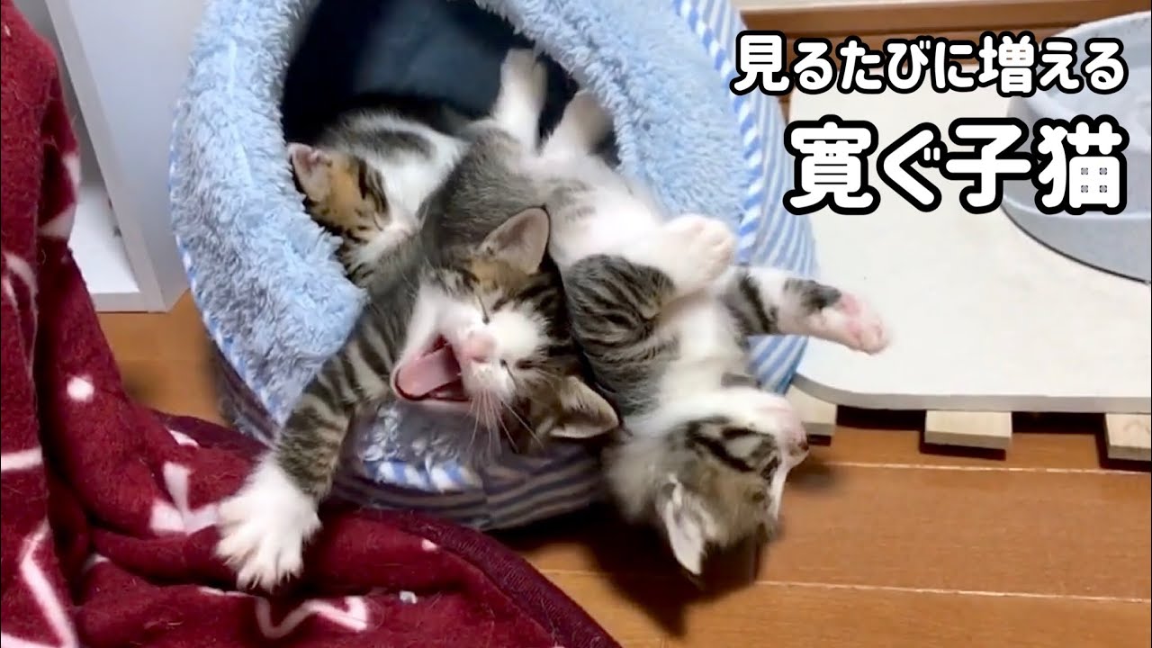 見るたびに寛ぐ子猫が増えていくベッド