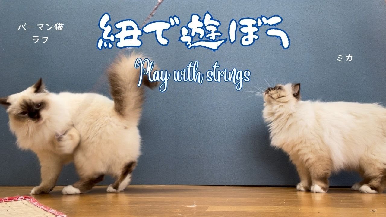 バーマン猫ラフとミカとガブ【紐で遊ぼう】Play with strings（バーマン猫）Birman/Cat