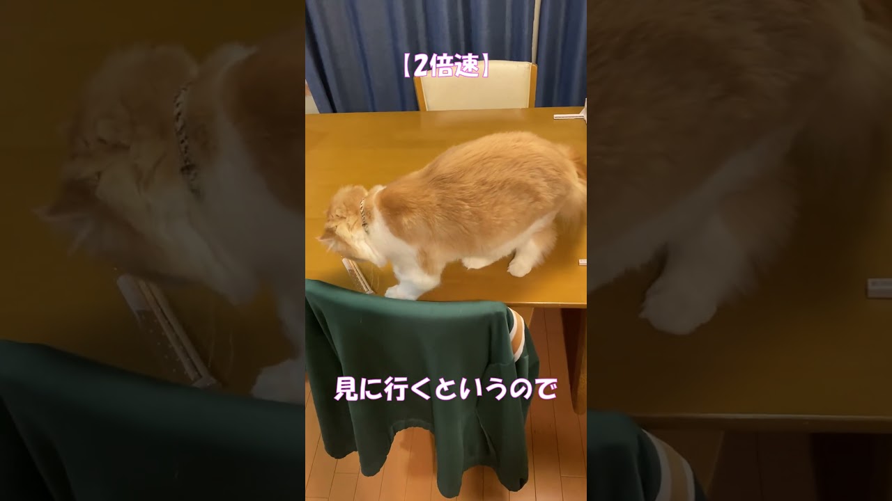 腹いせに悪いことしてやる(笑) #shorts  #猫 #アメリカンカール #cat