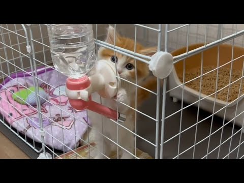 ご飯待ちの子猫が可愛すぎました【スコティッシュフォールド】