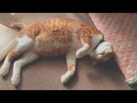 昼寝する猫界の彦摩呂【ノルウェージャンフォレストキャットとターキッシュアンゴラも出演】