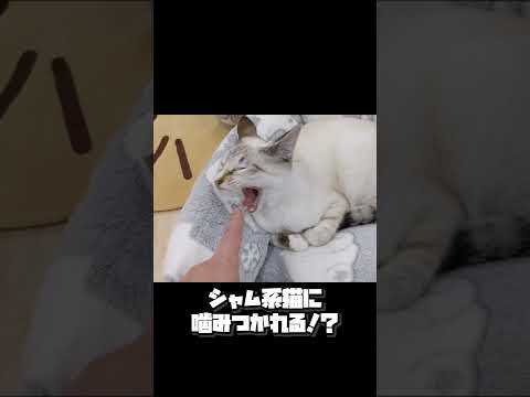 【保護猫】シャム系猫に噛みつかれる！？ #Shorts