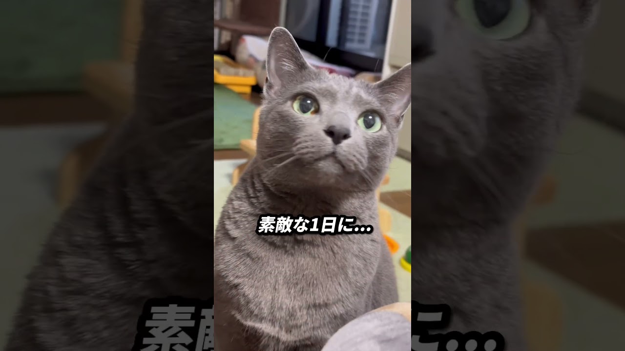 【ロシアンブルー】めろんは今朝も元気いっぱい😊食欲いっぱい🤭#ロシアンブルー#猫#猫のいる暮らし