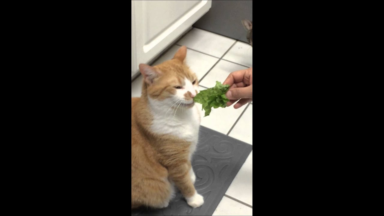 Rumpy the Manx eating lettuce
