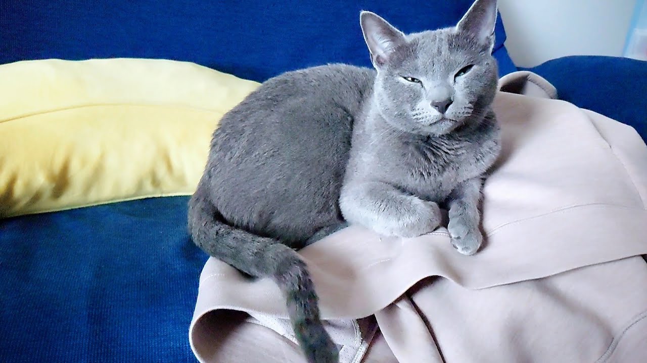 【猫動画】不貞腐れて嫁のパーカーを陣取るロシアンブルー【russianbule】Unfaithful Russian Blue