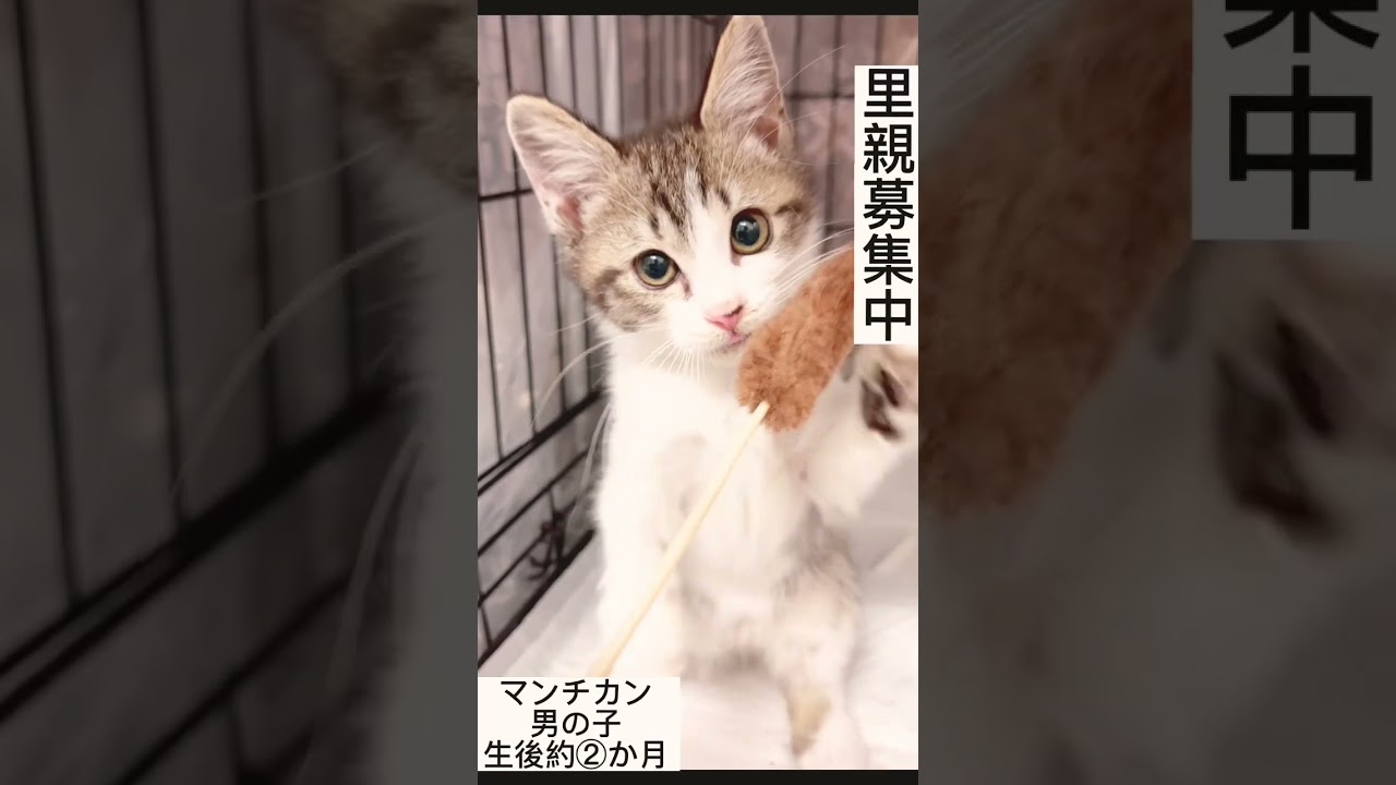 🐈　#マンチカン子猫ちゃん　◎男の子　◎生後約2か月　ブリーダーさんの規模縮小の為⇨里親募集中のネコちゃんです。