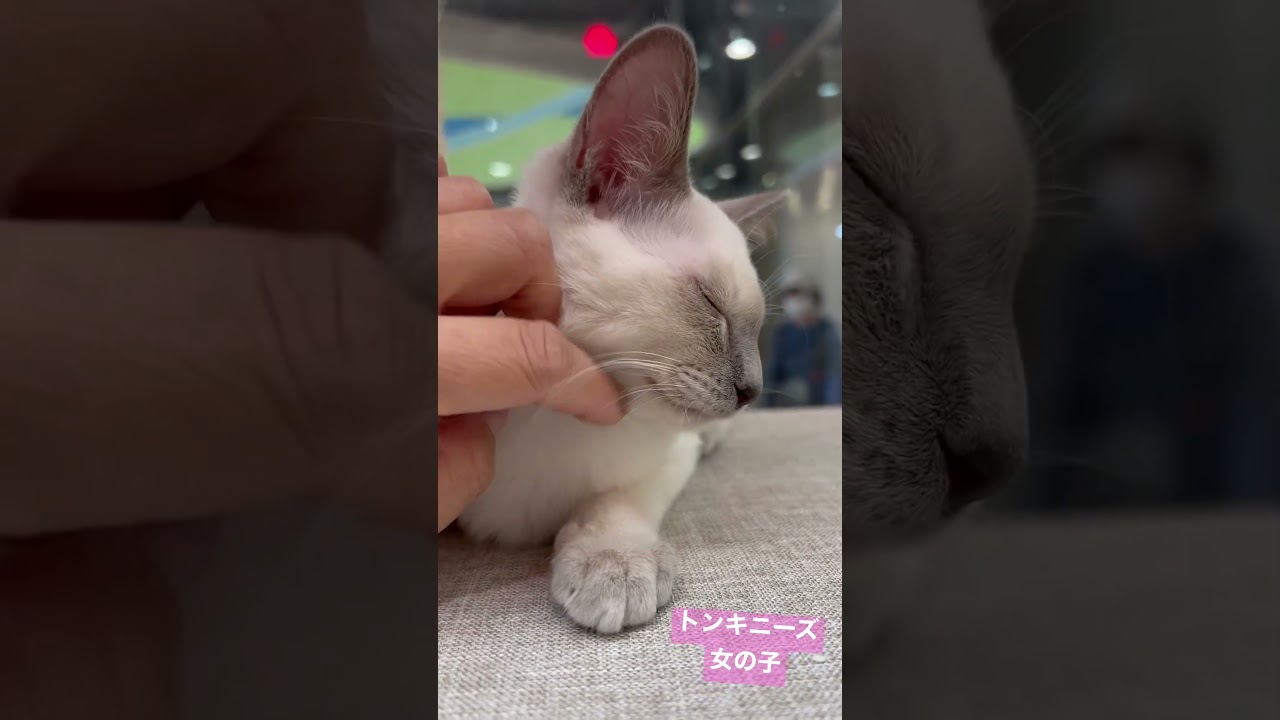 甘えん坊さんなトンキニーズの子猫