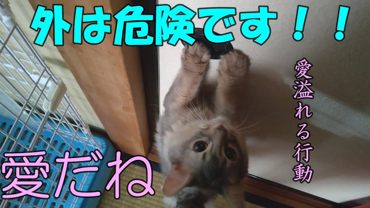 【猫動画】パパが好きすぎてストーカーばりにまとわりつくアビシニアン小太郎