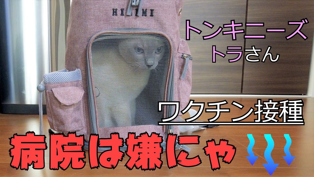 【ワクチン接種】【ロシアンブルー×トンキニーズ】トラさんのワクチン接種とこてさんのお留守番（＃67）