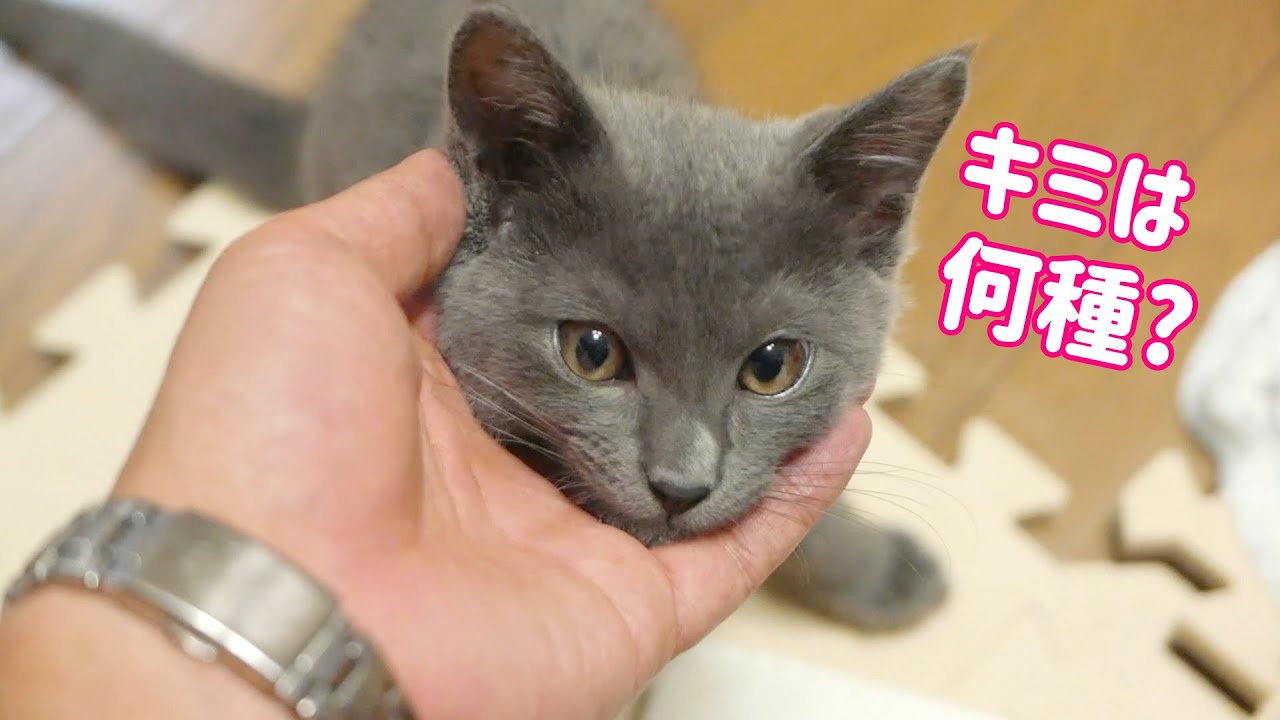 グレーの保護猫は激レア? うちの子猫は何種なのか考察してみた