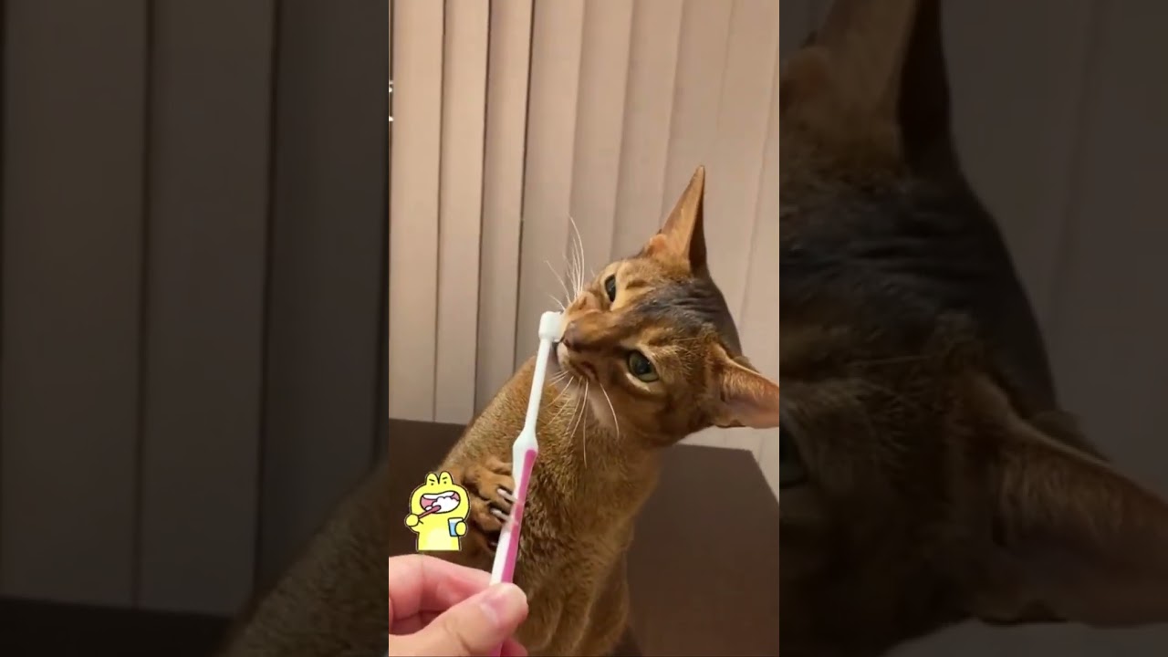 自分で歯磨きする！？アビシニアン猫。Abyssinian cat brushing teeth movie.