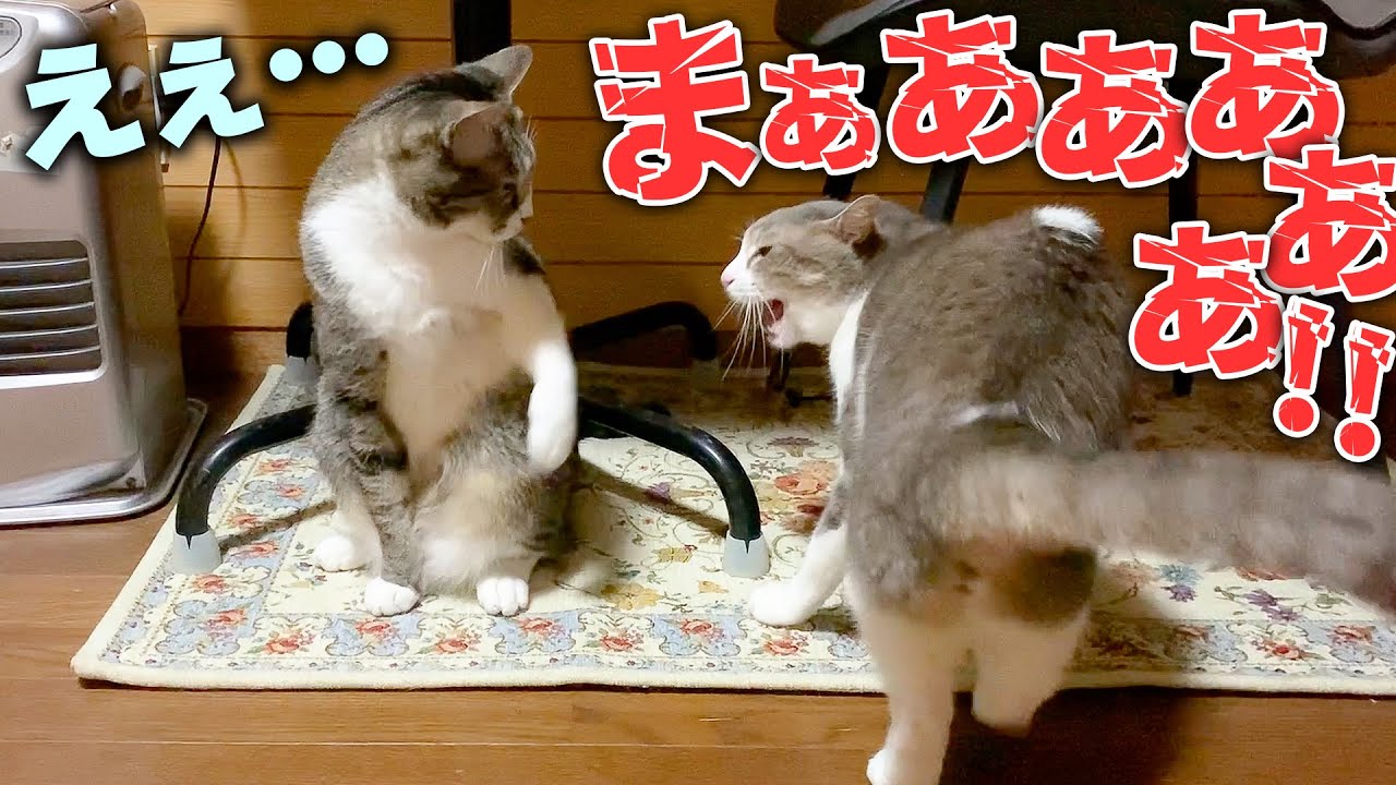 ブチギレて喧嘩中にサイレンみたいに叫ぶネコが怖すぎるwwww