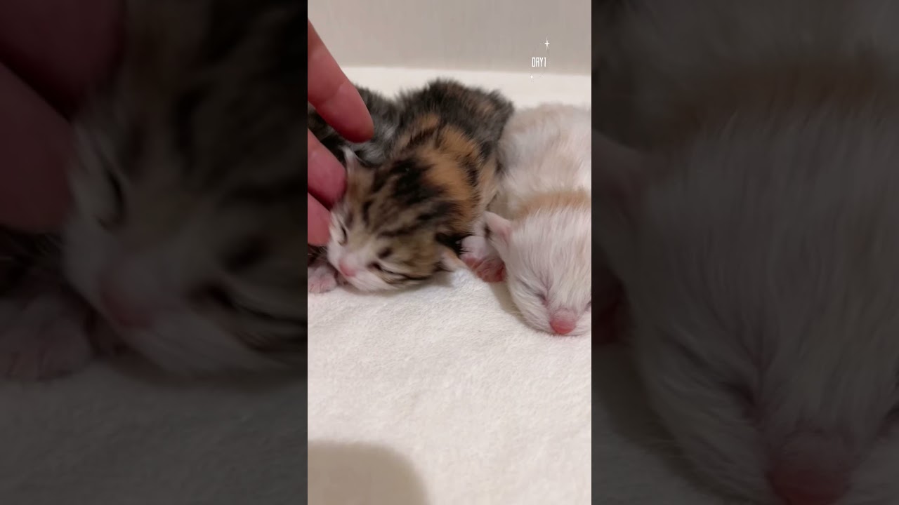 【今日もふ】マンチカン子猫兄妹♡DAY1【2023年3月22日】