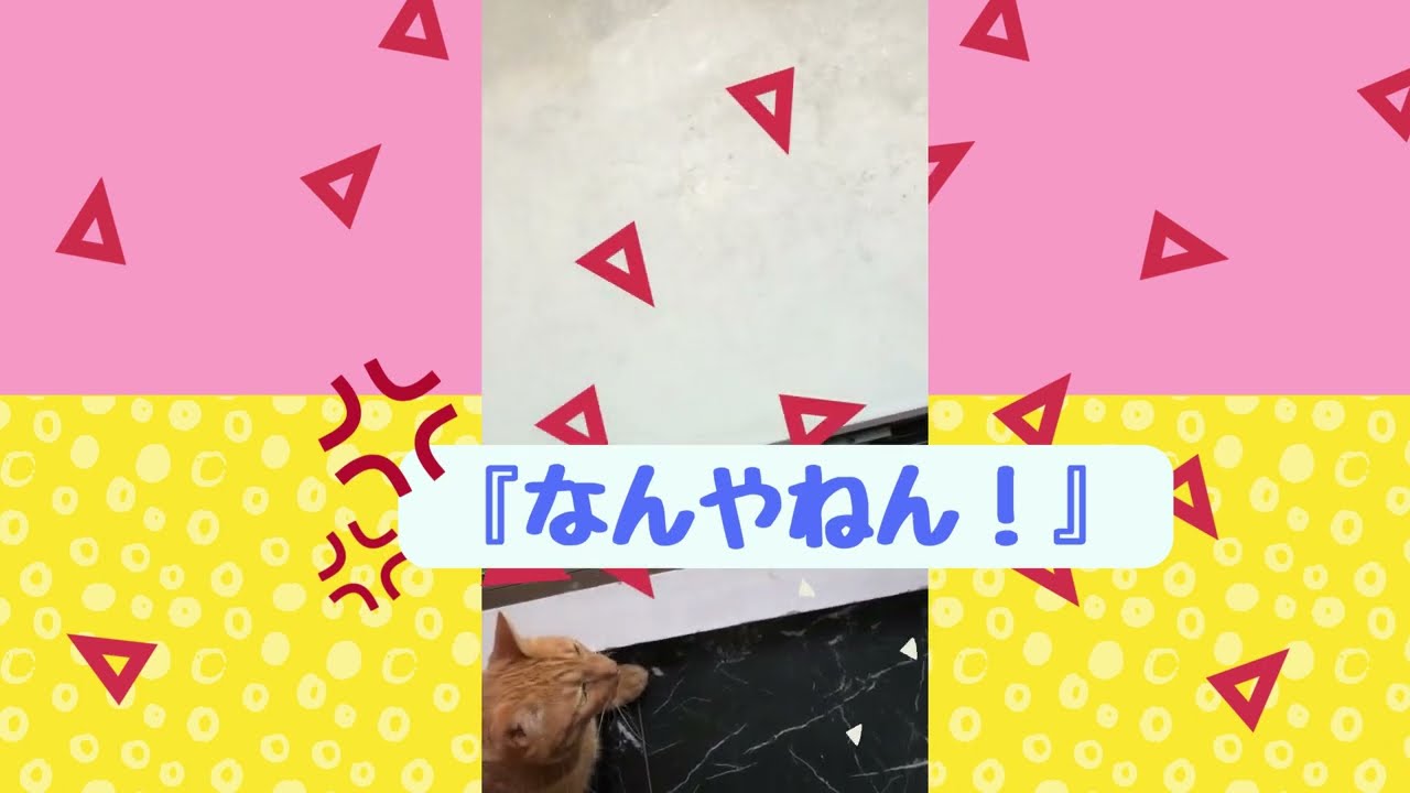 【日本猫のギンジ】カーテンに「なんやねん！」と言って怒るw