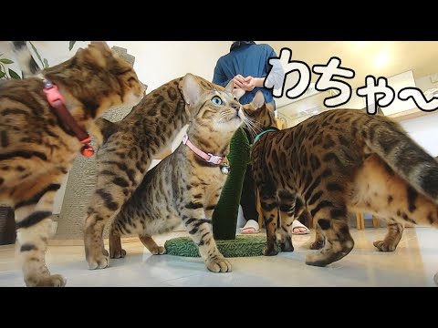 サボテンの花をむしってオヤツを奪い合うワイルドなベンガル軍団