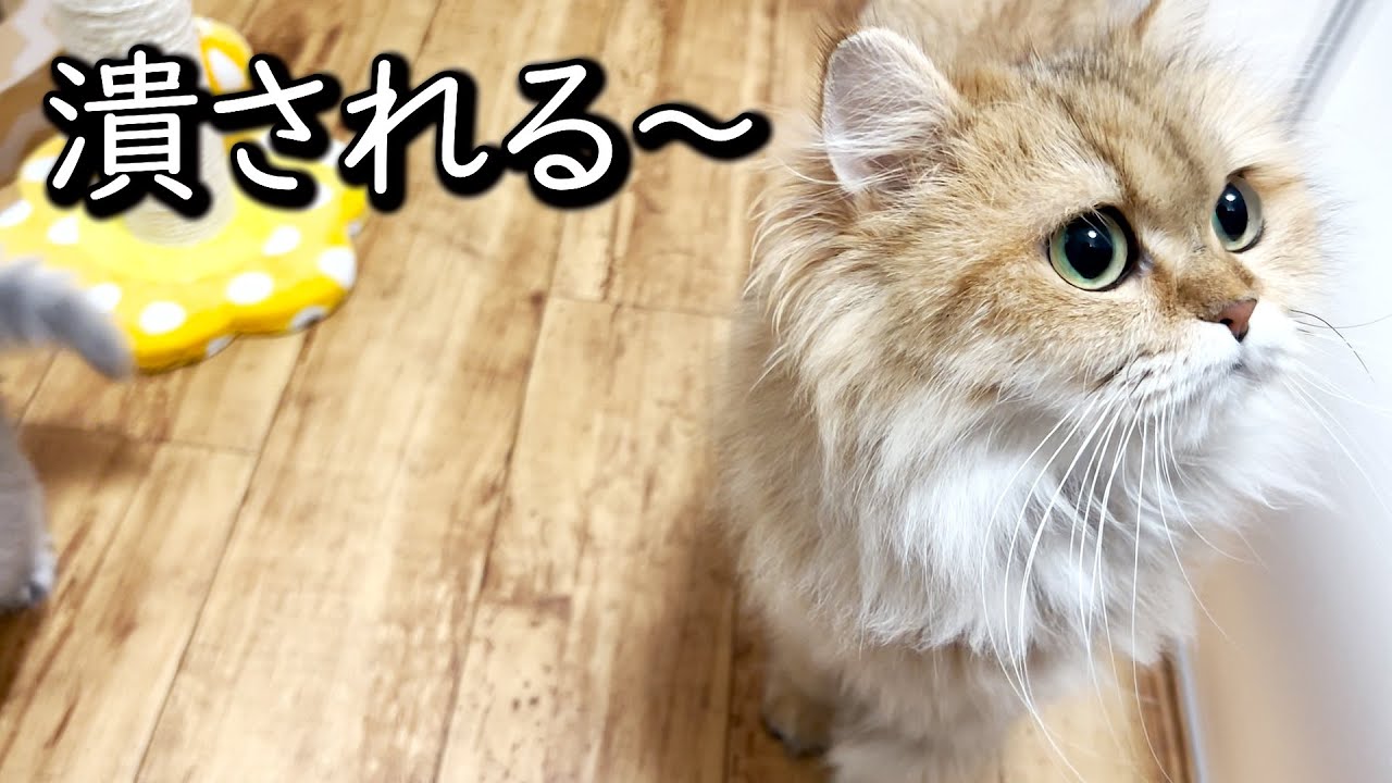 【ペルシャの子猫】ママにオモチャを潰されて出費がかさむ件 ∼猫のいる生活Vol.662~ 出産動画 マンチカン短足・ミヌエット・ペルシャ猫専門ブリーダー『ペット蔵人』【子猫の成長記録】