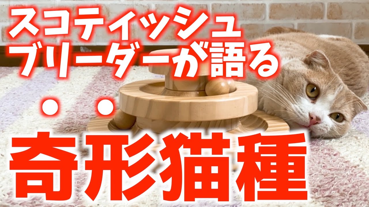 【奇形猫種】スコティッシュの奇形について、ブリーダーが話します！