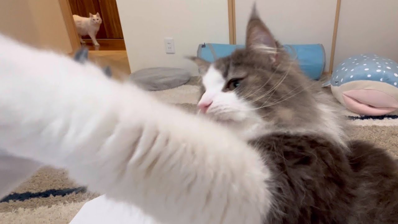 【SHEIN】新しいおもちゃを購入したので、もふ猫たちにお披露目したwwwノルウェージャンフォレストキャット