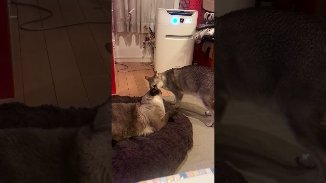 たぬき猫をペロペロしたくてにじり寄っていくシンガプーラなのにゃ♪